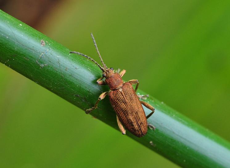 Rákosníček Donacia brevicornis, foto Václav Křivan