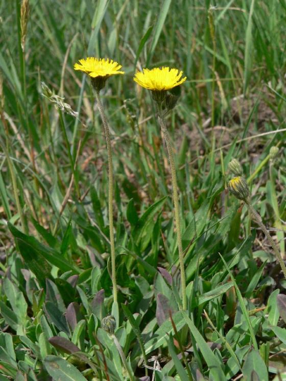 Chlupáček myší ouško (Pilosella lactucella), Smrčná [JI], 1.6.2007, foto Luděk Čech