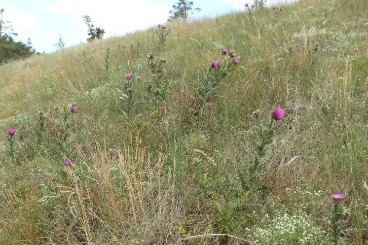 Bodlák nicí pravý (Carduus nutans), NPR Mohelenská hadcová step, biotop [TR], 16.6.2015, foto Libor Ekrt