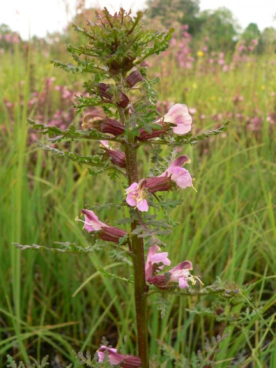 Všivec bahenní pravý (Pedicularis palustris), PR Řeka [HB], 5.6.2007, foto Luděk Čech