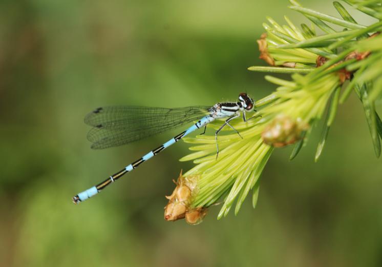Šidélko kopovité (Coenagrion hastulatum), Opatov na Moravě, foto Václav Křivan