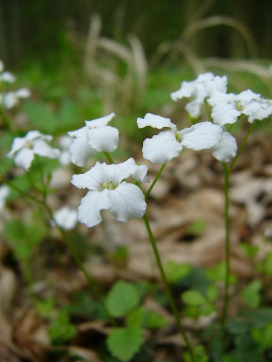 Řeřišnice trojlistá (Cardamine trifolia), PR Habrová seč [TR], 20.4.2009, foto Josef Komárek