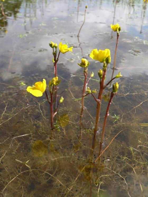Bublinatka jižní (Utricularia australis), Březí nad Oslavou [ZR], 2.8.2011, foto Luděk Čech