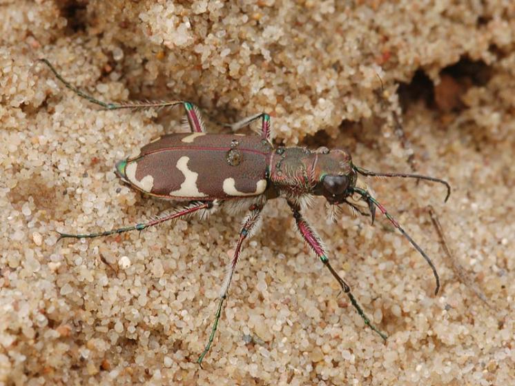 Svižník Cicindela hybrida, foto Václav Křivan