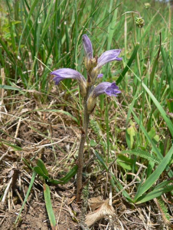 Mordovka nachová (Phelipanche purpurea), Velké Meziříčí [ZR], 16.6.2011, foto Luděk Čech