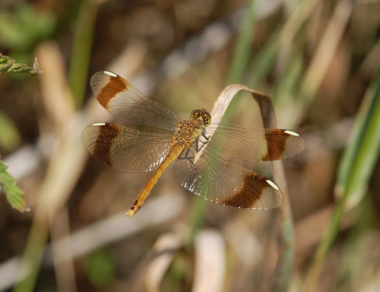 Vážka podhorní (Sympetrum pedemontanum), foto Václav Křivan