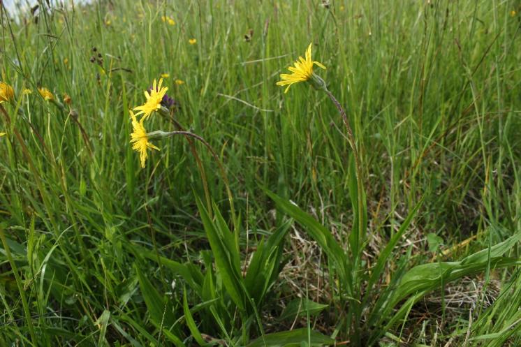 Hadí mord nízký (Scorzonera humilis), Zvolenovice [JI], 31.5.2015, foto Libor Ekrt