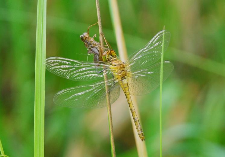 Vážka rudá (Sympetrum sanguineum), PP Ptáčovské rybníky, Ptáčov, foto Václav Křivan