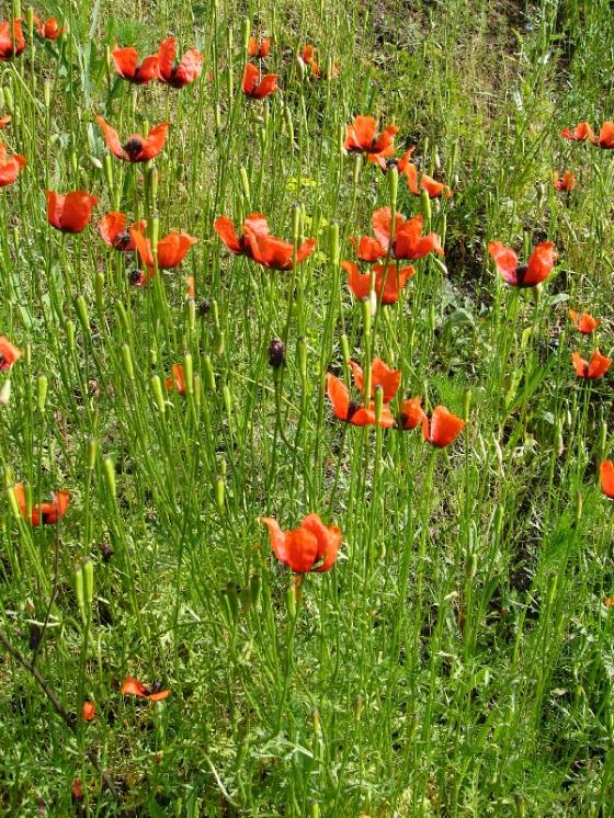 Mák polní (Papaver argemone), Hosov [JI], 28.5.2008, foto Josef Komárek