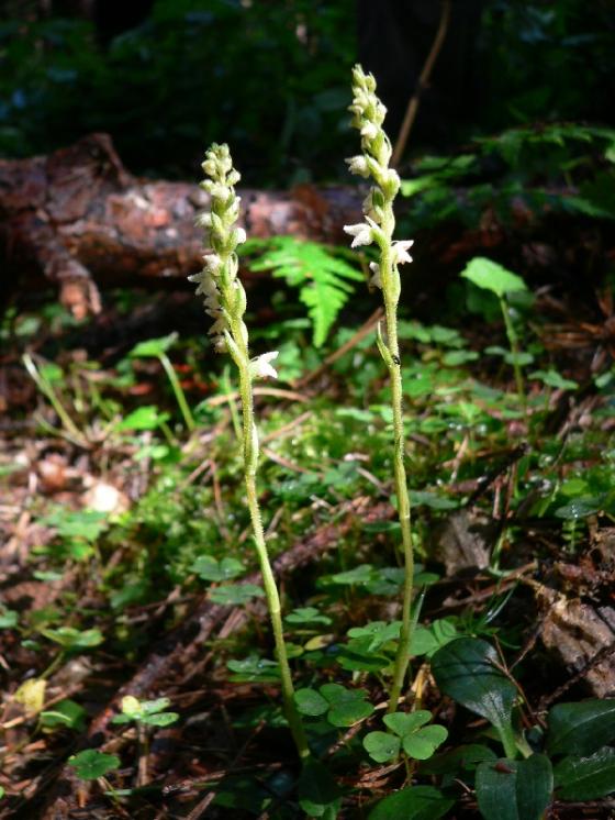 Smrkovník plazivý (Goodyera repens), Sedlec [TR], 16.7.2009, foto Luděk Čech