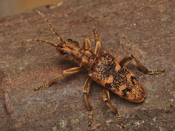 Tesařík Rhagium sycophanta, foto Václav Křivan