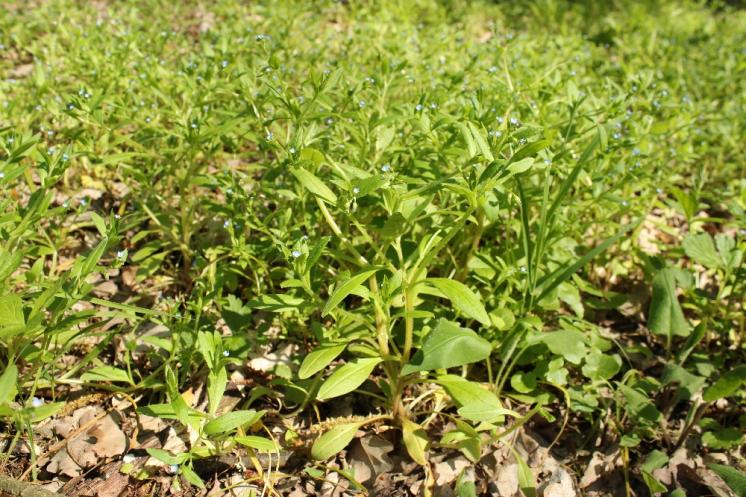 Pomněnka řídkokvětá (Myosotis sparsiflora), Šemíkovice, Knížecí seč [TR], 7.5.2016, foto Libor Ekrt
