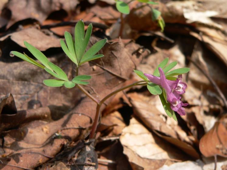 Dymnivka bobovitá (Corydalis intermedia), Herálec, Hradiště [HB], 6.4.2009, foto Luděk Čech