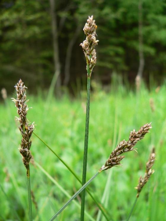 Ostřice přioblá (Carex diandra), Šimanov, Pod Trojanem [JI], 29.5.2006, foto Luděk Čech
