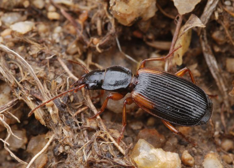 Střevlíček Cymindis humeralis, foto Václav Křivan