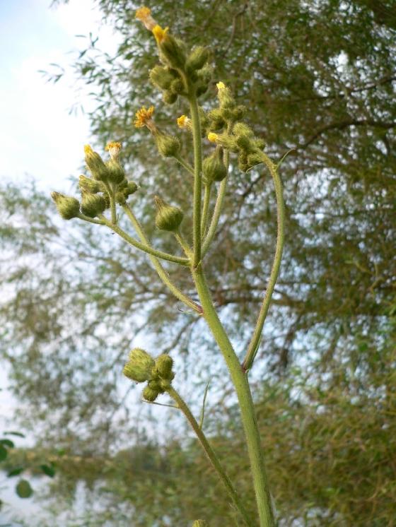 Mléč bahenní (Sonchus palustris), Vlkov [ZR], 21.7.2006, foto Luděk Čech