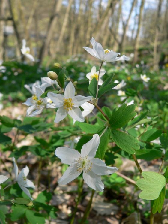 Zapalice žluťuchovitá (Isopyrum thalictroides), Kladeruby [TR], 19.4.2010, foto Luděk Čech