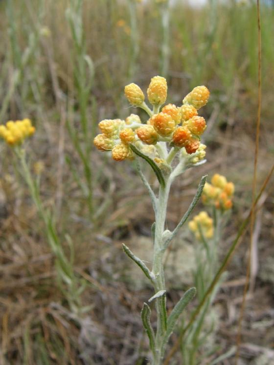 Smil písečný (Helichrysum arenarium), Budišov [TR], 29.7.2014, foto Josef Komárek