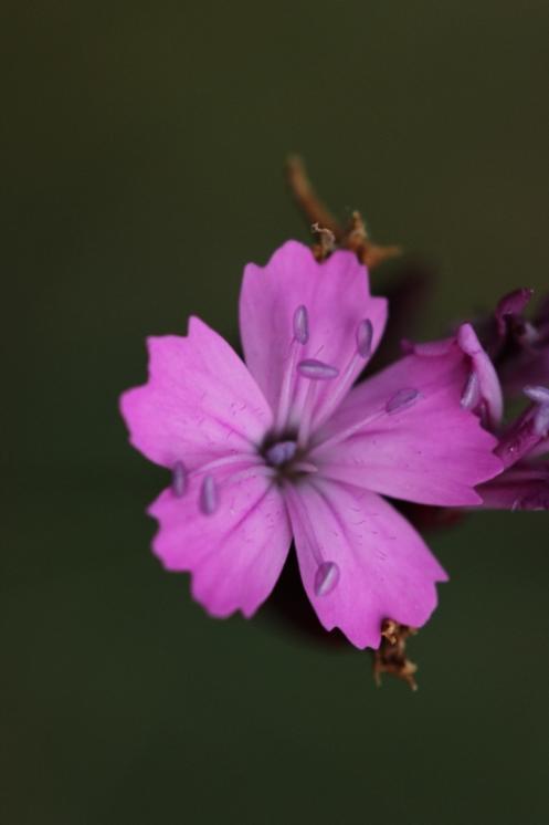 Hvozdík Pontederův (Dianthus pentederae), Hrotovice ([TR], 10.6.2015, foto Libor Ekrt