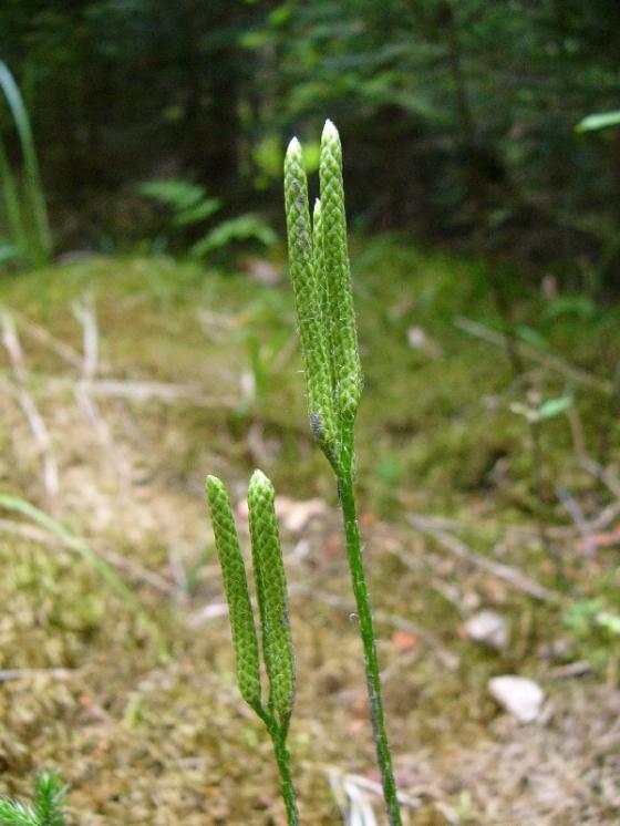 Plavuň vidlačka pravá (Lycopodium clavatum), Zvonějov [JI], 29.7.2010, foto Josef Komárek