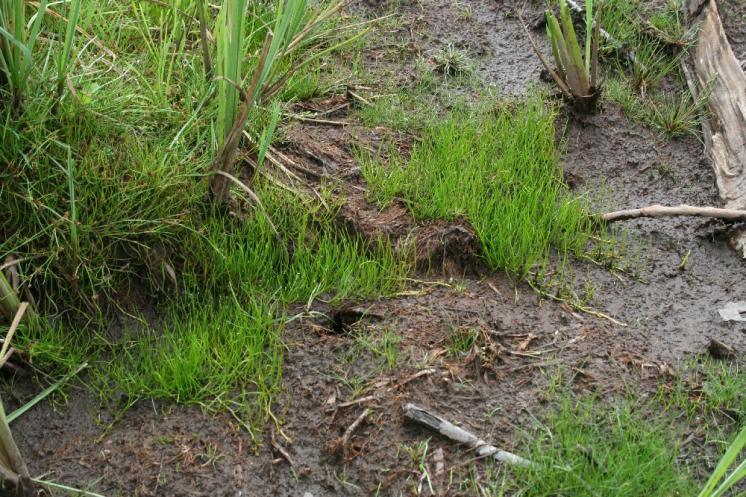 Míčovka kulkonosná (Pilularia globulifera), NPP Zhejral, rybník Karhov [JH], 14.8.2007, foto Libor Ekrt