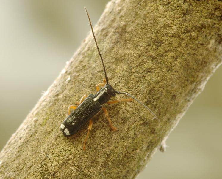Kozlíček Menesia bipunctata, foto Václav Křivan