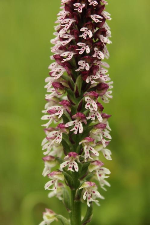 Vstavač osmahlý pravý (Orchis ustulata), Dolní Čepí, PP Křižník [ZR], 1.6.2013, foto Libor Ekrt