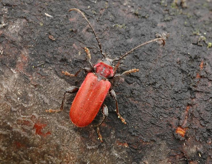 Tesařík Pyrrhidium sanguineum, Sádek, foto Václav Křivan