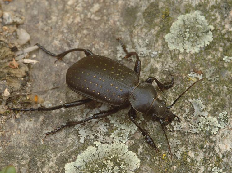 Krajník zlatotečký (Calosoma auropunctatum), foto Václav Křivan