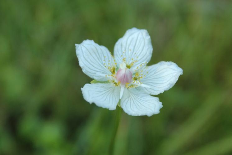 Tolije bahenní (Parnassia palustris), PR Opatovské zákopy [TR], 28.8.2014, foto Libor Ekrt