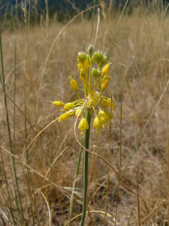 Česnek žlutý (Allium flavum), NPR Mohelenská hadcová step [TR], 6.8.2015, foto Josef Komárek