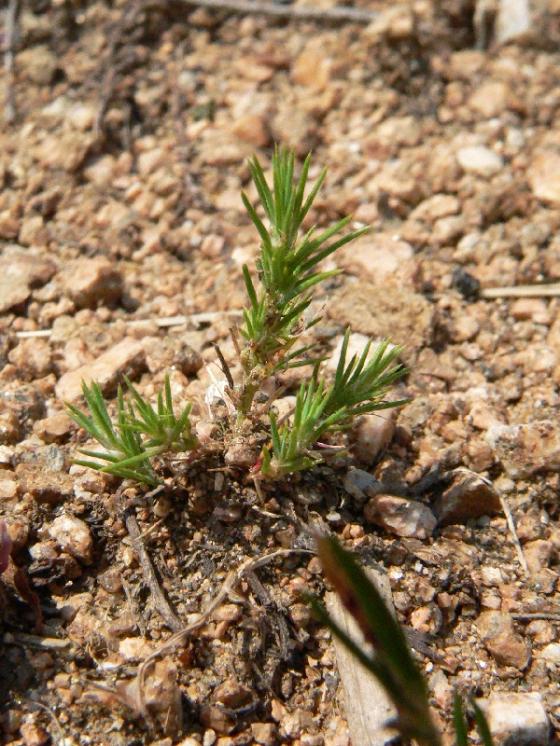 Chruplavník rolní (Polycnemum arvense), Ocmanice [TR], 1.7.2010, foto Luděk Čech