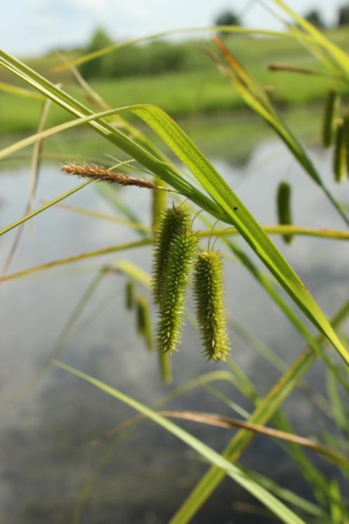 Ostřice nedošáchor (Carex pseudocyperus), PP Černíč [JI], 17.6.2014, foto Libor Ekrt