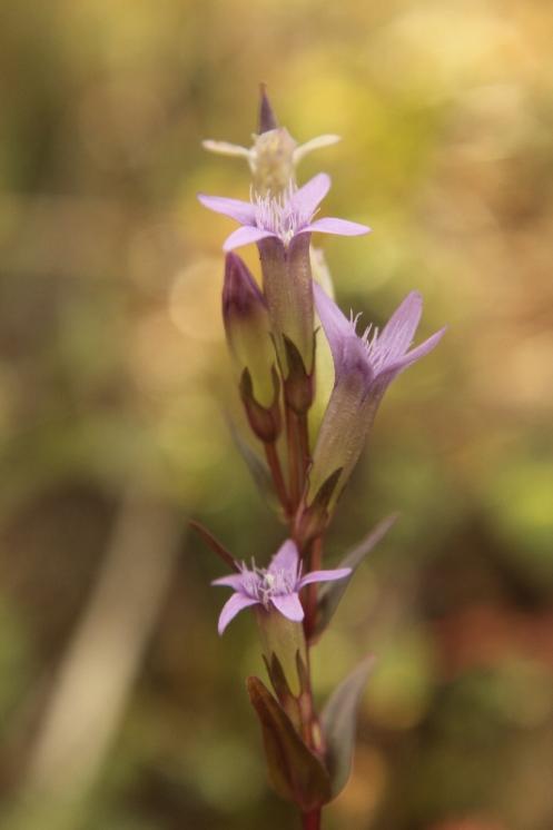 Hořeček nahořklý pravý (Gentianella amarella subsp. amarella), Zvole nad Pernštejnem [ZR], 30.8.2013, foto Libor Ekrt