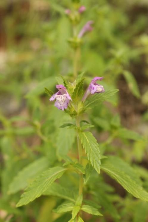 Konopice širolistá (Galeopsis ladanum), PR Údolí Oslavy a Chvojnice [TR], 30.6.2013, foto Libor Ekrt