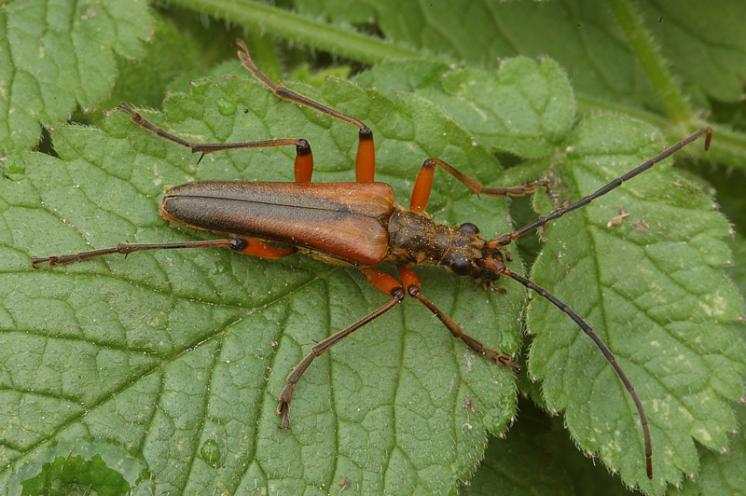 Tesařík Stenocorus meridianus, Bítov, foto Václav Křivan