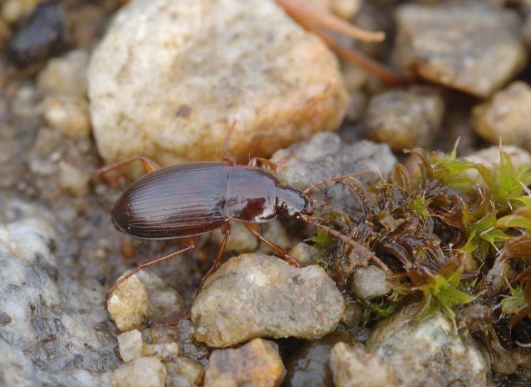 Střevlíček Calathus cinctus, foto Václav Křivan