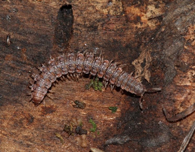 Plochule křehká (Polydesmus complanatus), foto F. Trnka