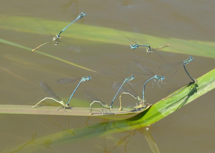 Šidélko brvonohé (Platycnemis pennipes), Třebíč, foto Václav Křivan