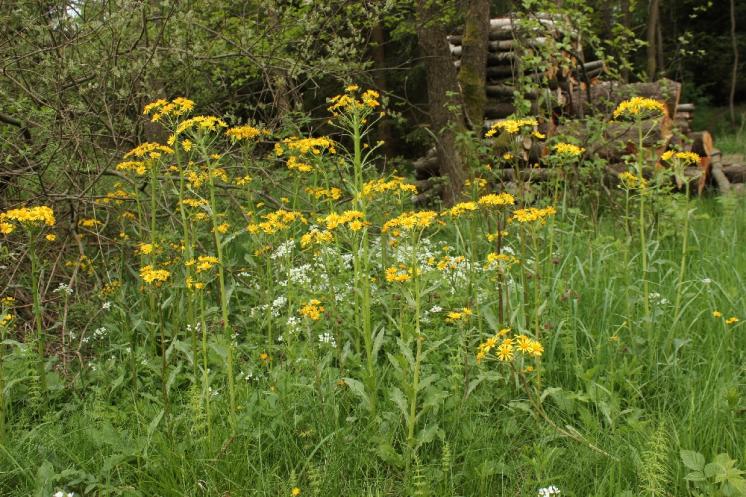 Starček potoční (Tephroseris crispa), PR Vílanecké rašeliniště [JI], 19.5.2015, foto Libor Ekrt