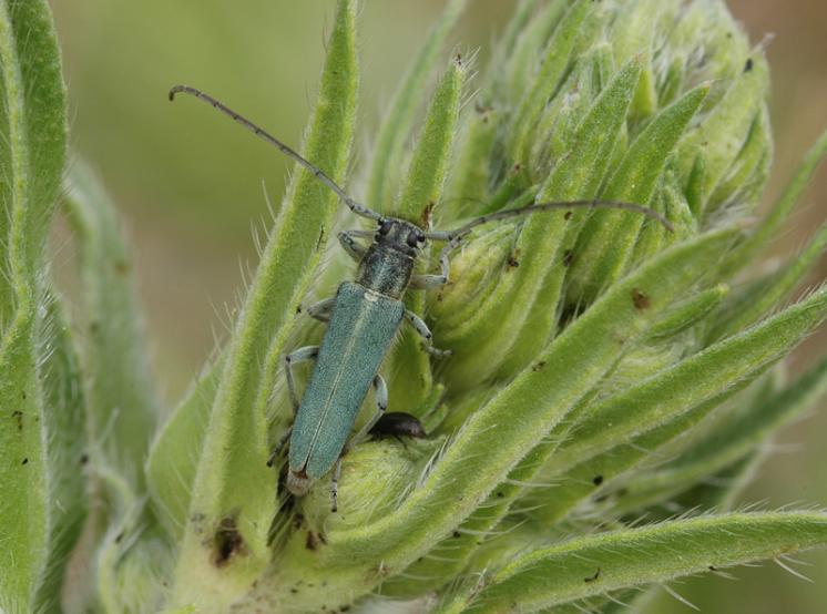Kozlíček Phytoecia coerulescens, Třebíč, foto Václav Křivan