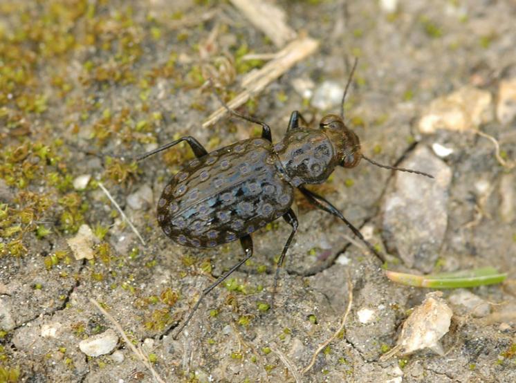 Střevlíček Elaphrus uliginosus, foto Václav Křivan