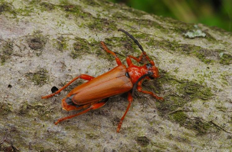 Tesařík Rhamnusium bicolor, Třebíč, foto Václav Křivan