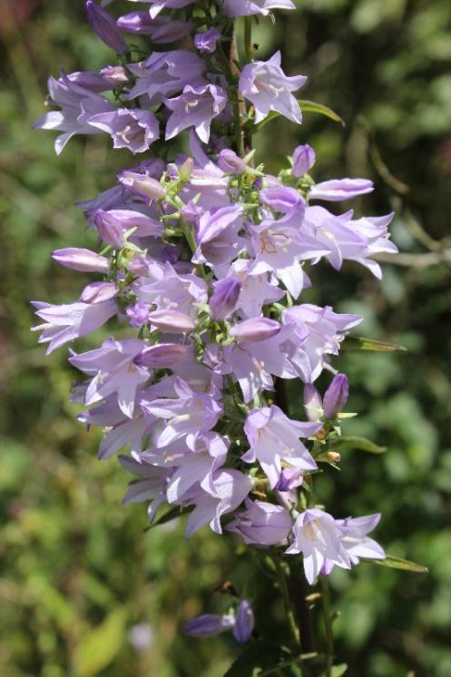 Zvonek boloňský (Campanula bononiensis), Šemíkovice, Knížecí seč [TR], 14.8.2016, foto Libor Ekrt