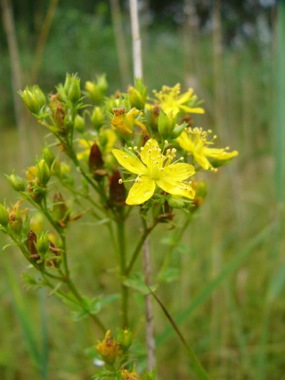 Třezalka čtyřkřídlá (Hypericum tetrapterum), PR Chvojnov [JI], 31.7.2014, foto Josef Komárek