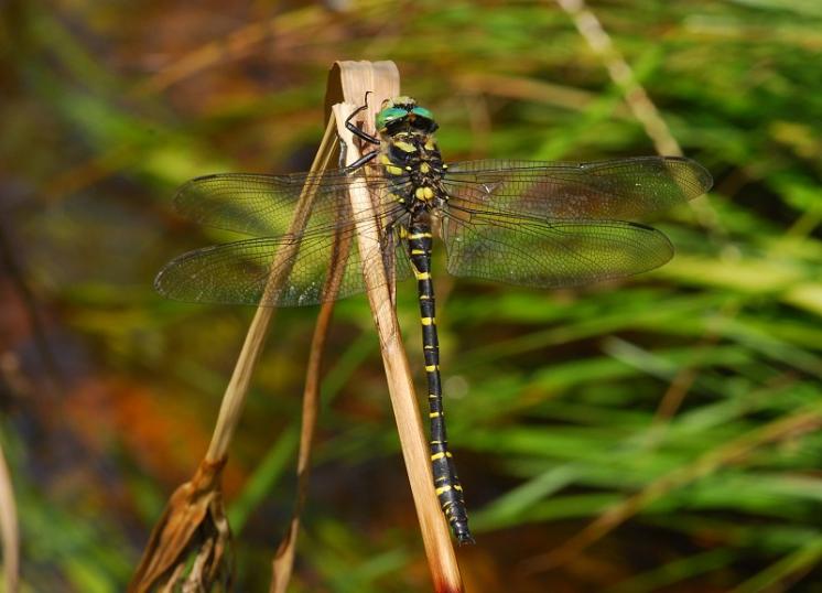 Páskovec kroužkovaný (Cordulegaster boltoni), Mrákotín, foto Václav Křivan