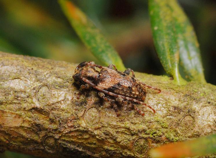 Kozlíček Pogonocherus ovatus, Bítovánky, foto Václav Křivan