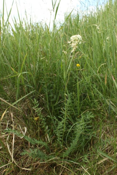 Tužebník obecný (Filipendula vulgaris), NPR Mohelenská hadcová step [TR], 16.6.2015, foto Libor Ekrt