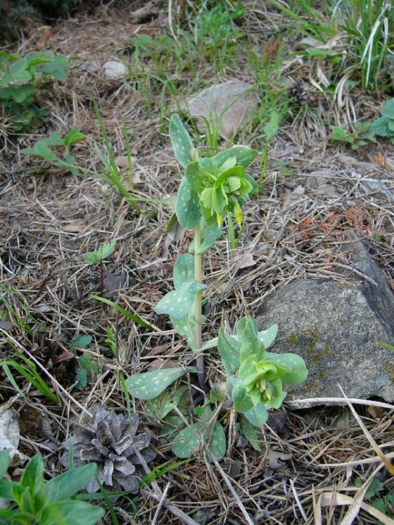 Voskovka menší (Cerinthe minor), NPP Švařec [ZR], 24.4.2008, foto Josef Komárek