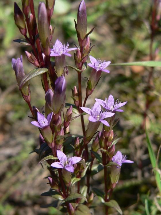 Hořeček nahořklý pravý (Gentianella amarella subsp. amarella), Zvole nad Pernštejnem [ZR], 10.9.2006, foto Luděk Čech